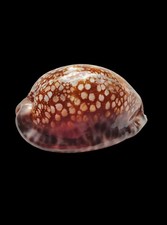 Shell conchiglia cypraea - shell,