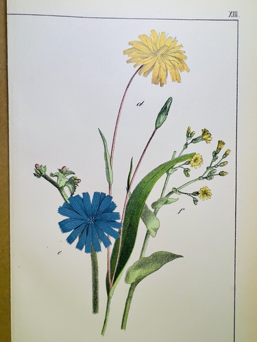 Piante antiche poster - piante,