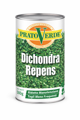 Prato verde dichondra repens - verde,