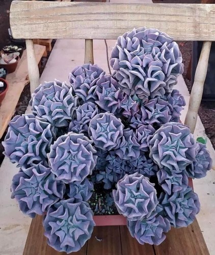 Sale2133 echeveria conoce - echeveria, la