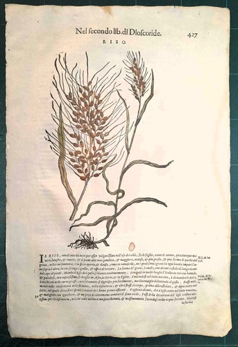 Mattioli matthioli erbario - mattioli,