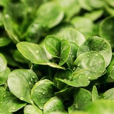 Valeriana d’Olanda Seme Grosso – 30 Semi – Varietà Rustica a Rosetta, Foglie Lun