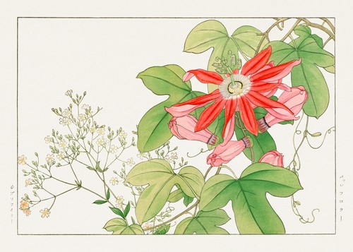 Fiore della passione cremisi