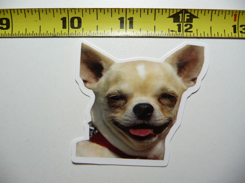 Suntan time chihuahua - time,