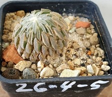 Pelecyphora aselliformis