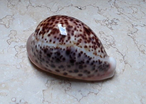 Cypraea pantherina huge - f,