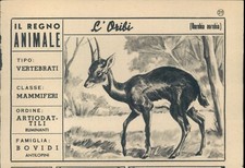 R@R@ FIGURINA DEL REGNO