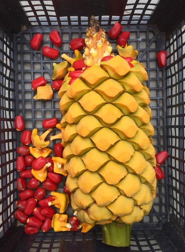 Encephalartos umbeluziensis