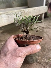 Bonsai Timo . Macchia
