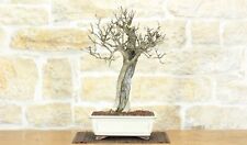 Bonsai di Melograno (142)