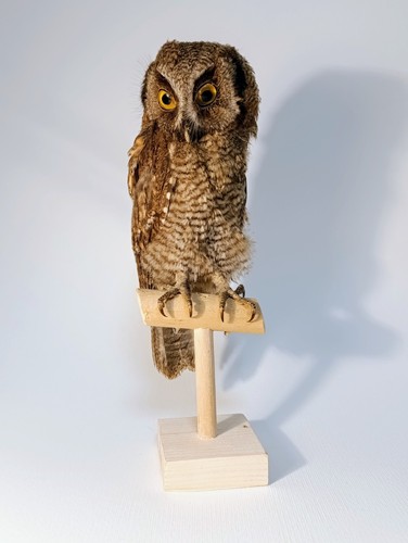 Taxidermy cabinet de - taxidermy,,