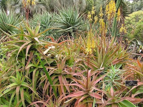 Semi aloe - aloe,