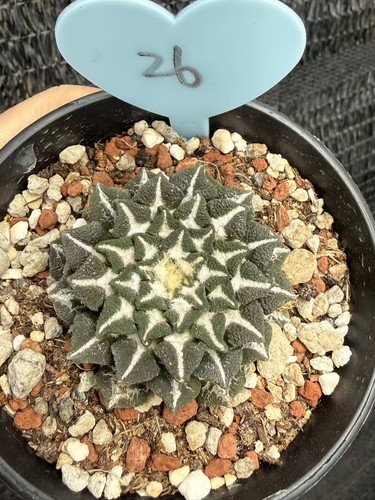 Ariocarpus kotschoubeyanus - ariocarpus,