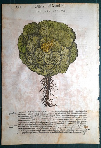 Stampa antica mattioli - stampa,