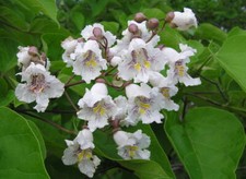 CATALPA BIGNONIOIDES - ALBERO