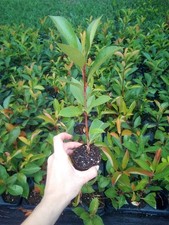 Photinia fotinia fraseri red - fraseri,