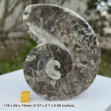 Small Fossil Spiral Marble