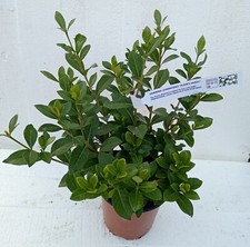 GARDENIA JASMINOIDES "KLEIM'S HARDY" - FIORI PROFUMATI - RESISTENTE AL FREDDO