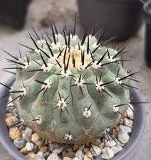 3cm copiapoa cinerea - copiapoa,