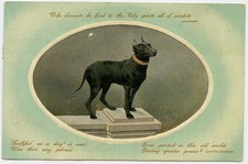 Doberman Pinscher Dog, cartolina usata in Canada, da Linden a Merritton ON, 1910