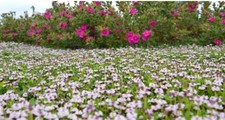 Lippia nodiflora confezioni - lippia,