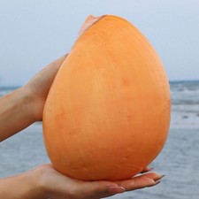 Conchiglia gialla naturale