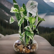 4 GOLDEN PATHOS LIVE PLANT