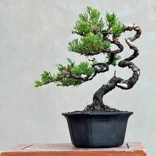 Bonsai juniperus sarganti - juniperus,