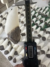 Arapaima Gigas Bilancia per Pesci, Lima per Unghie Naturale, Pesce Amazzonico, Foresta Pluviale Fiume