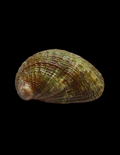 Shell conchiglia haliotis - conchiglia,