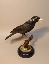 Taxidermy, Cabinet De