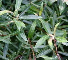 Salix purpurea gracilis | Salice viola | Osier viola - Salice viola | Viola