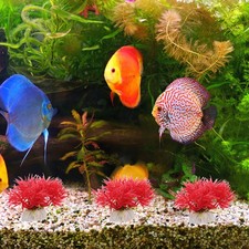  10 Pcs Piante Per Acquario