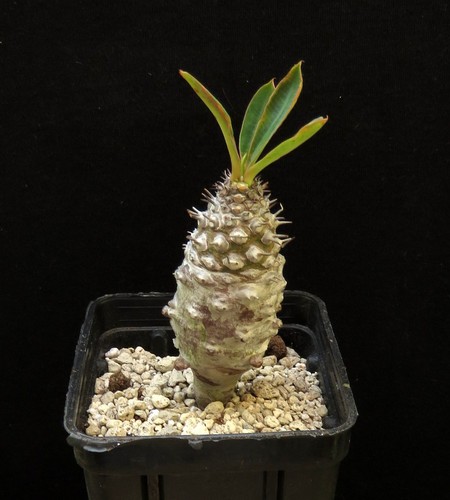 Euphorbia pachypodioides