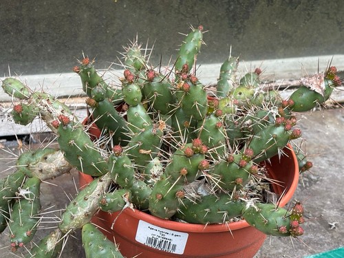 Opuntia fragilis cactus - fragilis,
