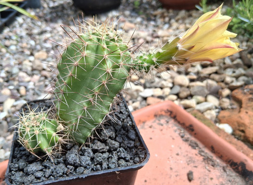 Proprio questo echinocereus - questo:,