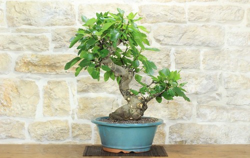 Bonsai fico - bonsai, di