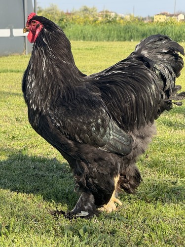 Uova feconde brahma - feconde, nero/blu