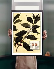 Pianta di caffè 1923 POSTER