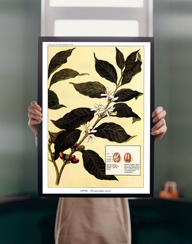 Illustrazione pianta caffè - illustrazione, di