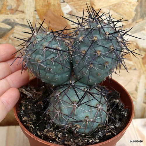 Tephrocactus alexanderii vaso - alexanderii,