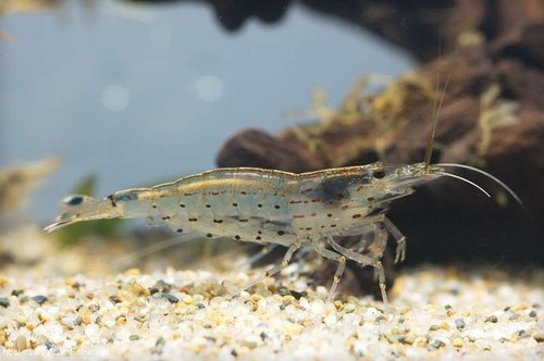 Caridina multidentata - 5x,