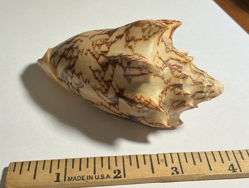 Volutidae cymbiola vespertilio - volutidae,