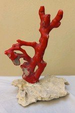 Bellissimo ramo di corallo bambù riposizionato su arenaria marina