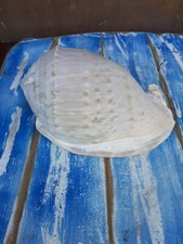 Conchiglia Tropicale 20x 13 X