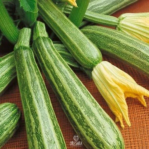 Seeds zucchini zebra - zucchini,
