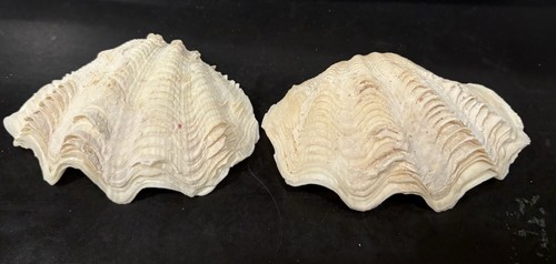 Derasa clam conchiglia bianca - derasa,