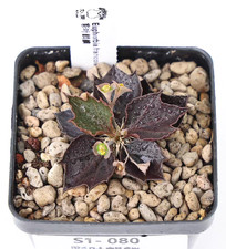 Rara boutique di radici