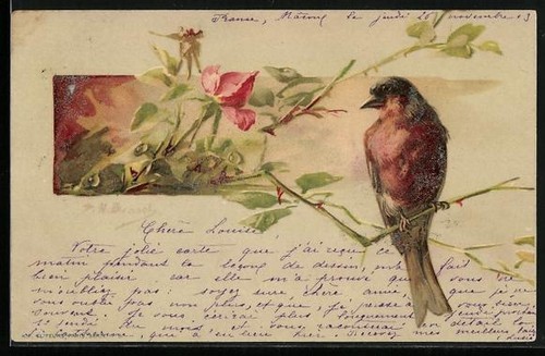 Uccellino sul ramo una rosa - uccellino,
