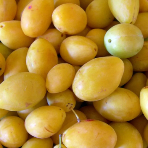 Pianta frutto susino - da,